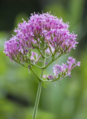 Bahçedeki çiçekler