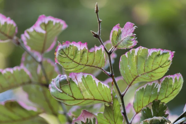 Foglie su albero in giardino — Foto Stock