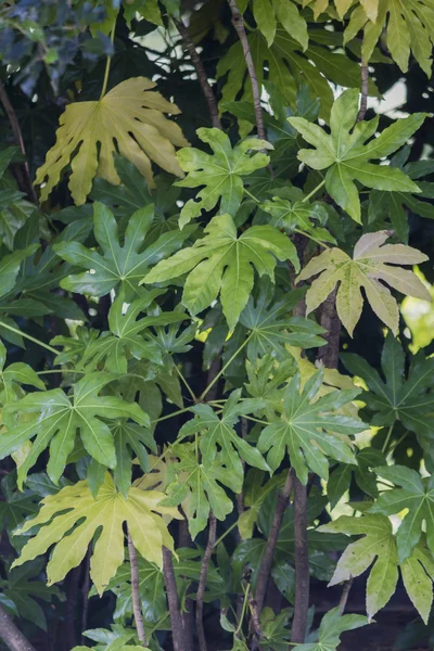 Tree in the garden — Stock Photo, Image