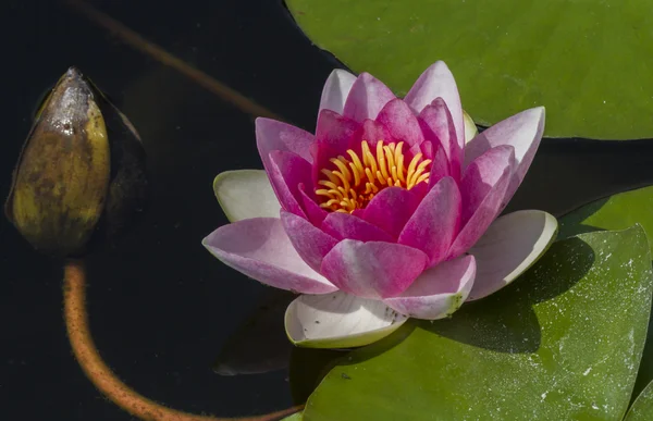 Waterlily in de tuin — Stockfoto