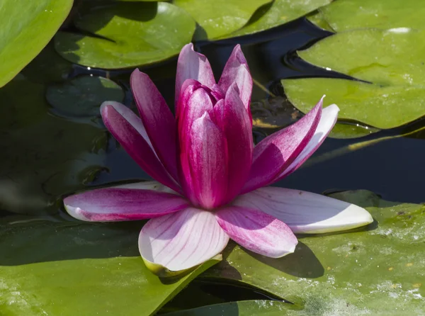 Waterlily in the garden — Stock Photo, Image