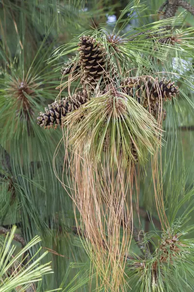 Pine leaves on branches — Stock Photo, Image