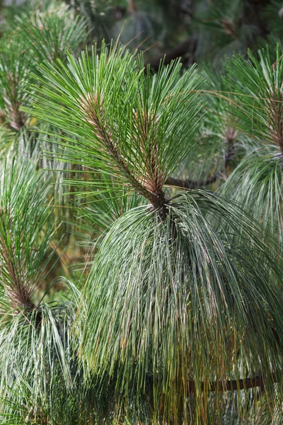 Pine bladeren op takken — Stockfoto