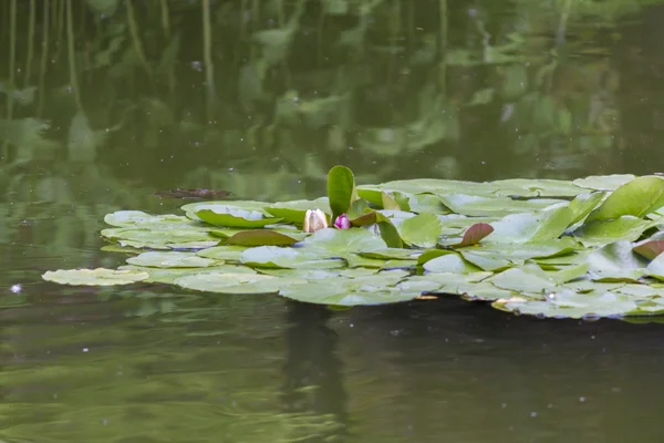 Seerose im Garten — Stockfoto