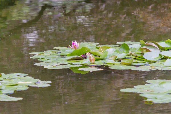 Waterlily in the garden — Stock Photo, Image