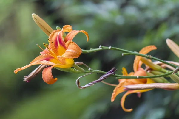 Лили в саду — стоковое фото
