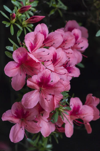 Blumen im Garten — Stockfoto