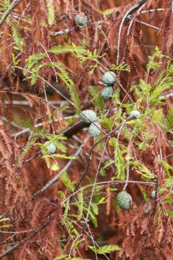 Sonbahar Yaprakları