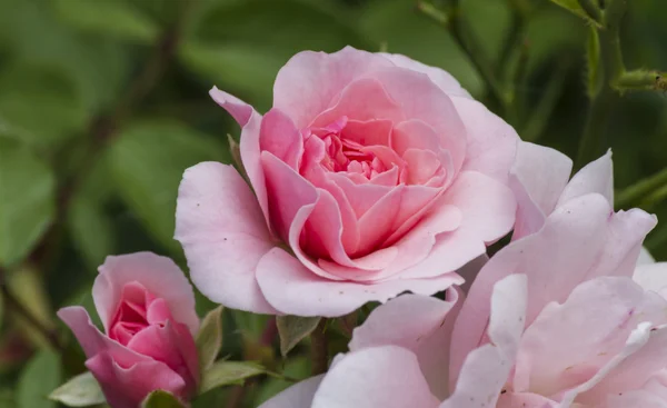 庭でバラ — ストック写真