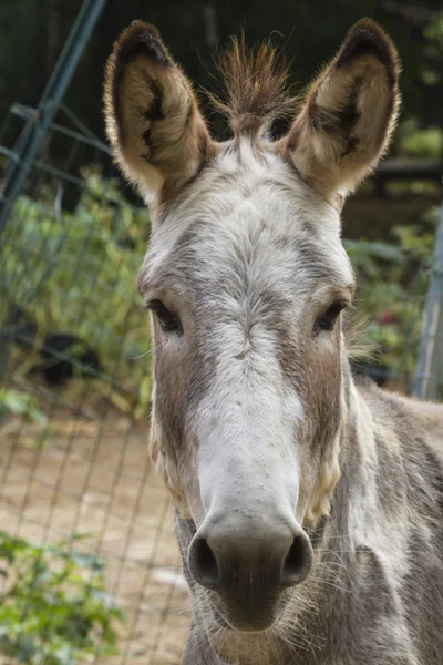 Burro en la granja —  Fotos de Stock