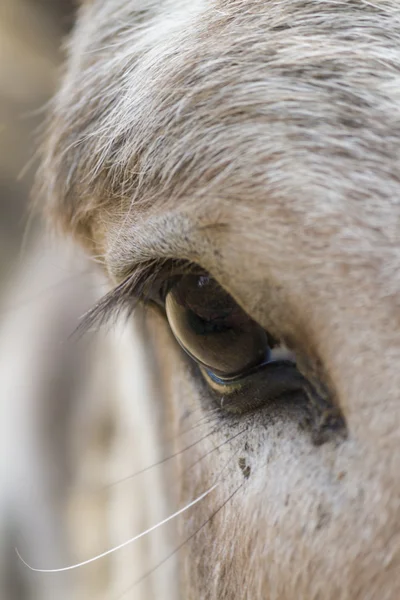 Esel auf dem Bauernhof — Stockfoto