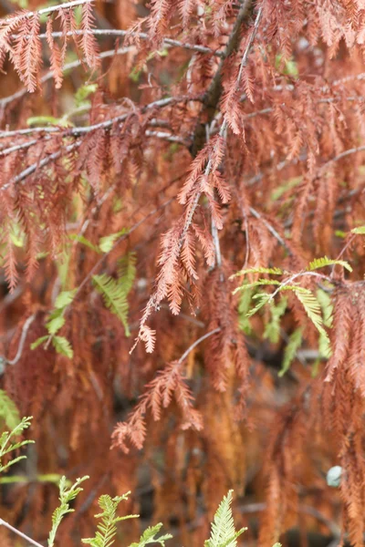 Herfstbladeren — Stockfoto