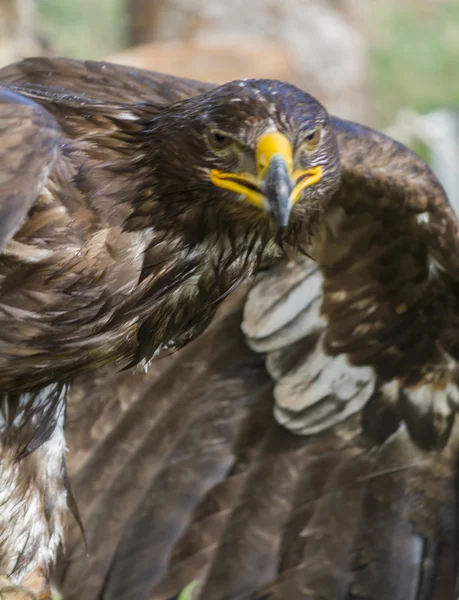 Big eagle — Stock Photo, Image