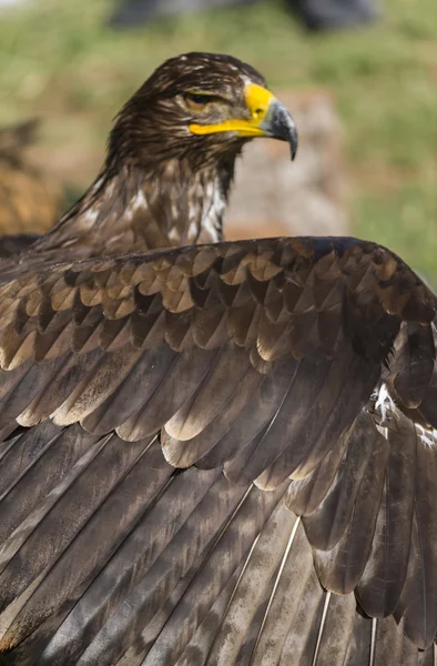 Big eagle — Stock Photo, Image