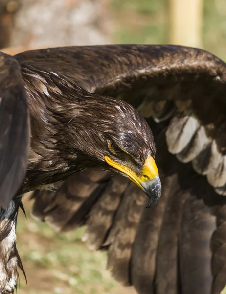 Big eagle — Stock Photo, Image