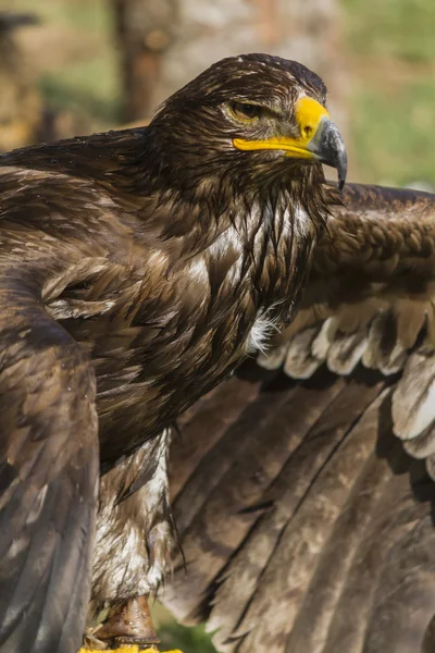 Великий орел — стокове фото