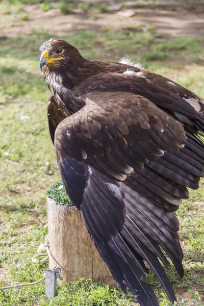 Big eagle — Stock Photo, Image