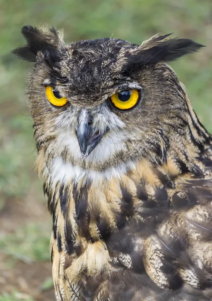 Uil met gele ogen — Stockfoto