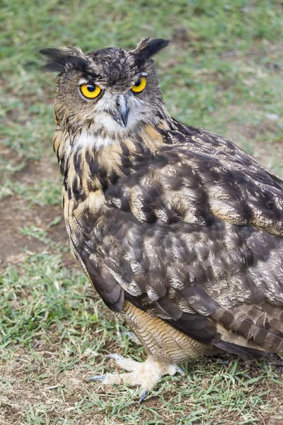 Eule mit gelben Augen — Stockfoto