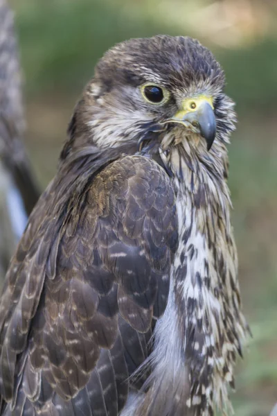 Schattig hawk — Stockfoto