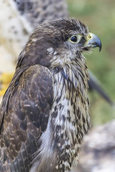 Cute hawk — Stock Photo, Image