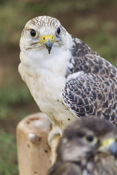 Cute hawk — Stock Photo, Image