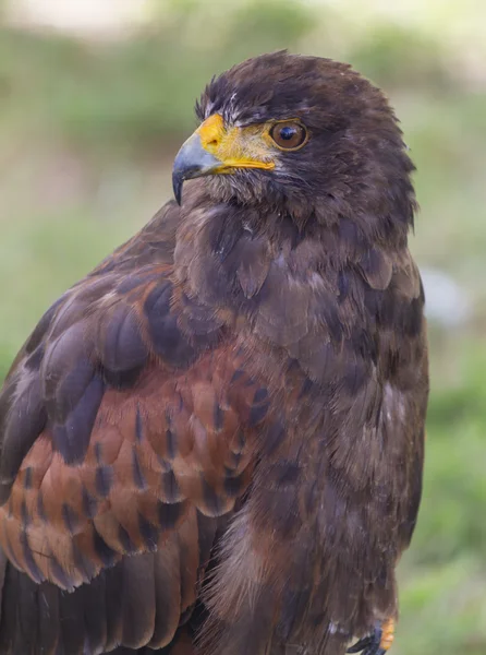 Cute hawk — Stock Photo, Image