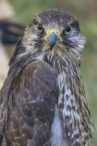 Schattig hawk — Stockfoto