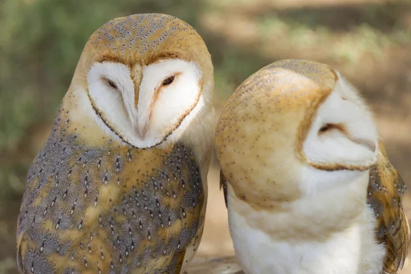 Cute owl — Stock Photo, Image