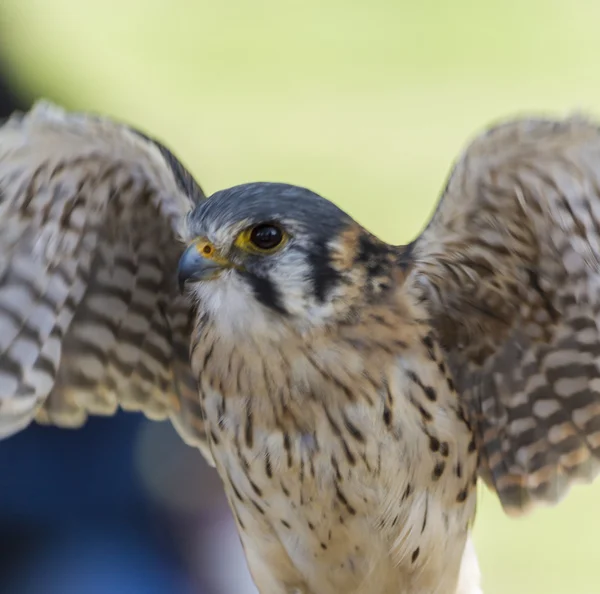 Schattig hawk — Stockfoto