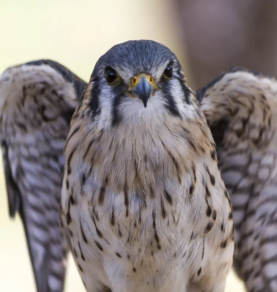 Schattig hawk — Stockfoto