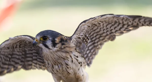 Schattig hawk — Stockfoto