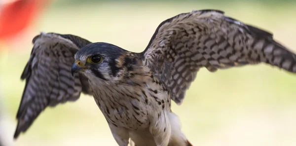 Schattig hawk — Stockfoto