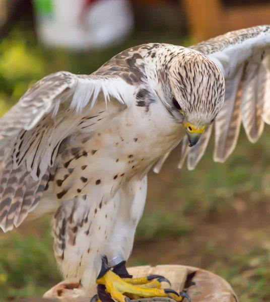 Schattig hawk — Stockfoto