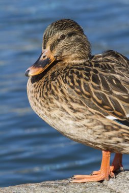 Göl kenarında bir ördek