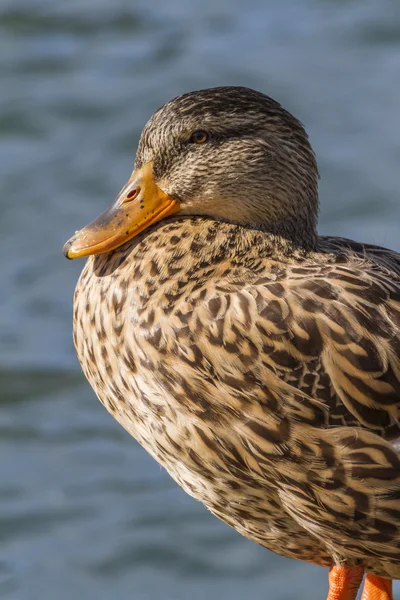 湖の鴨 — ストック写真