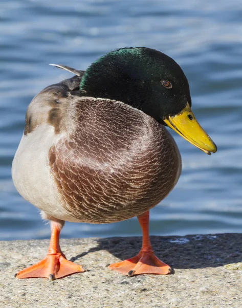 A duck on lake — Stock Photo, Image