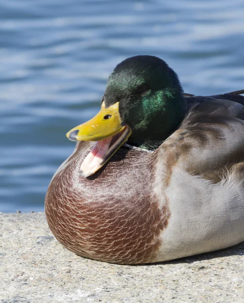 A duck on lake — Stock Photo, Image