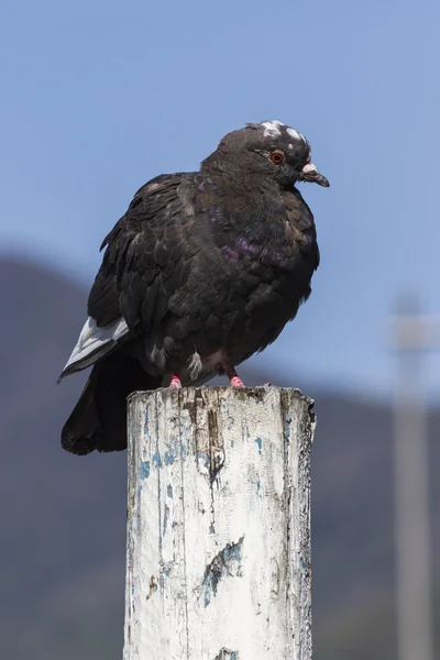 Pigeon on lake — Stock Photo, Image