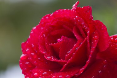 Gül bahçesinde yağmurdan sonra