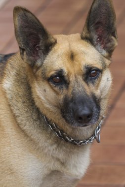 şirin wolfhound köpek