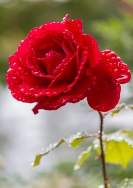 Gül bahçesinde yağmurdan sonra