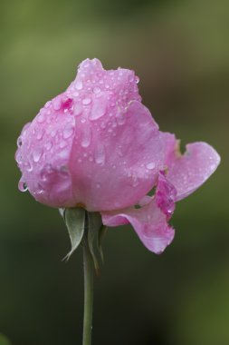 Gül bahçesinde yağmurdan sonra