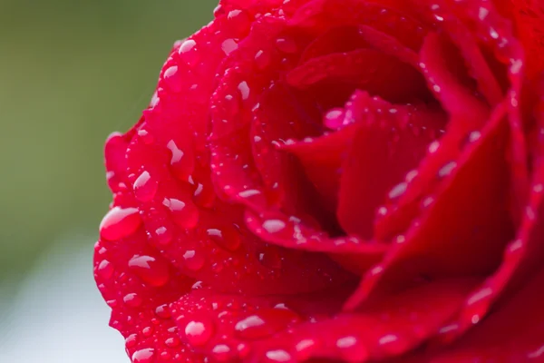 Se leva après la pluie dans le jardin — Photo