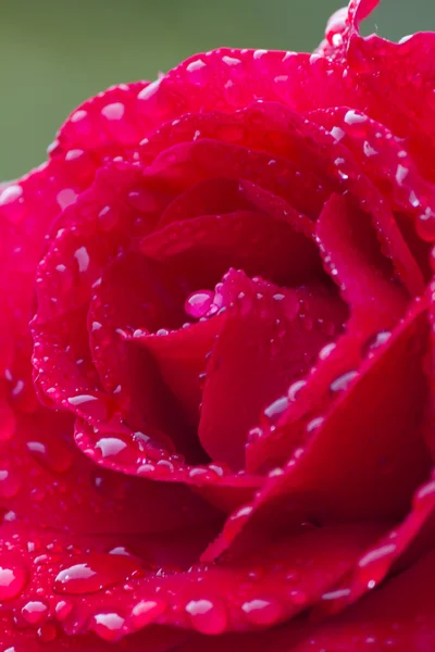 雨上がり、庭のバラ — ストック写真