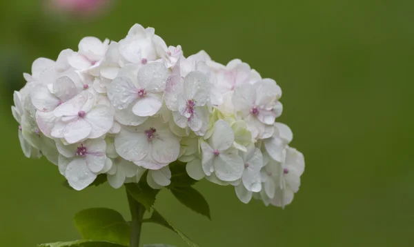 Hortensia efter regn i trädgården — Stockfoto