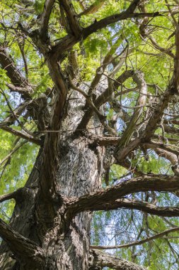 ağaçta parkta bir sonbahar