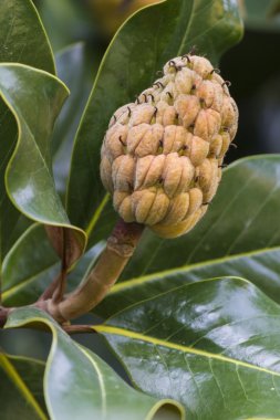 Manolya çiçek ağaç Güz