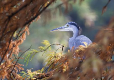 Heron sonbaharda ağaç üzerinde