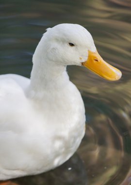 Göl üzerinde ördek